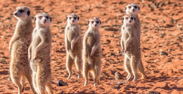 Reisebild - Erdmännchen- Familie