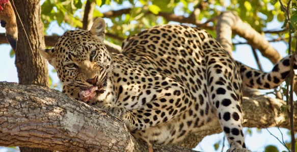 Sambia & Malawi Reise: Privatreise - Grüne Pfade: Nachhaltige Safari in Malawi und Sambia Reisebild - Sambia & Malawi Reise: Privatreise - Grüne Pfade: Nachhaltige Safari in Malawi und Sambia