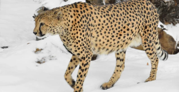 Gepard im Schnee Reisebild - Gepard im Schnee