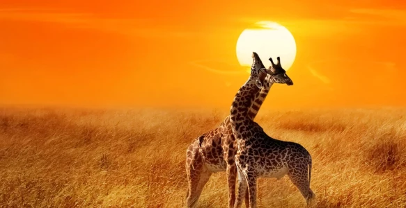 Reisebild - Afrika Reise Safari