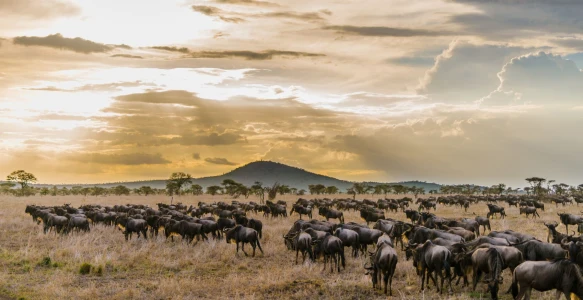 Reisebild - Tansania und Südafrika Reise: Zugreise - Mit Rovos Rail quer durch Afrika