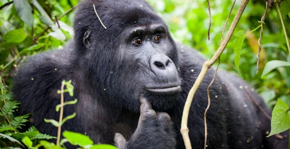 Gorilla Tracking Uganda Reisebild - Gorilla Tracking Uganda