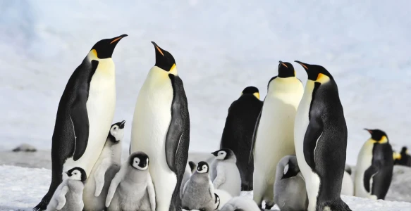 Reisebild - Antarktis-pinguine