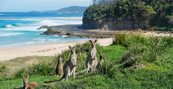 Australien Reise - Kängurus Pretty Beach Reisebild - Australien Reise - Kängurus Pretty Beach