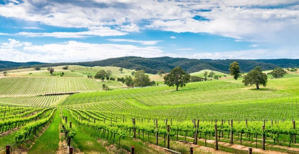 Australien Reise - Barossa Valley Reisebild - Australien Reise - Barossa Valley