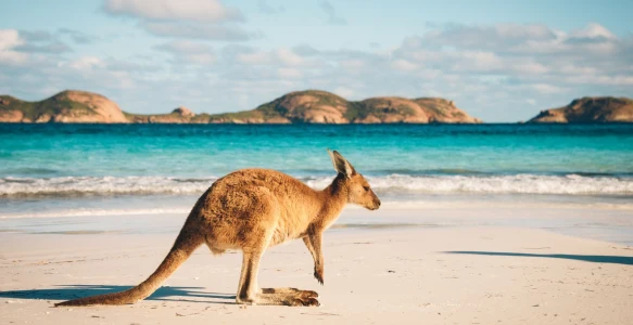 Australien Reise - Känguru Reisebild - Australien Reise - Känguru