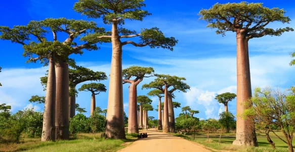 Baobab-Allee Reisebild - Baobab-Allee
