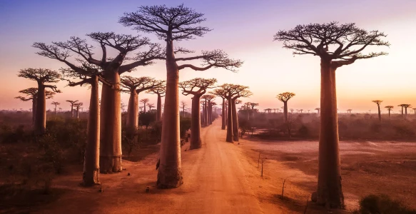 Baobaballee im Sonnenuntergang Reisebild - Baobaballee im Sonnenuntergang