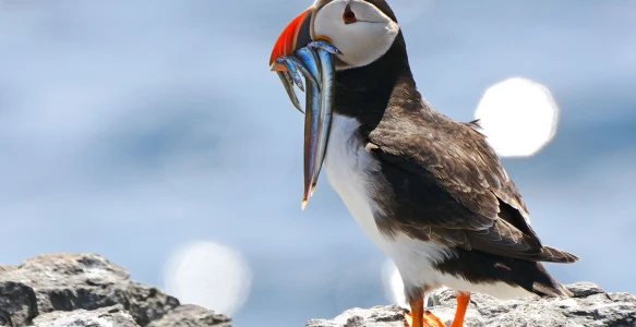Kanada Reise Puffin Reisebild - Kanada Reise Puffin