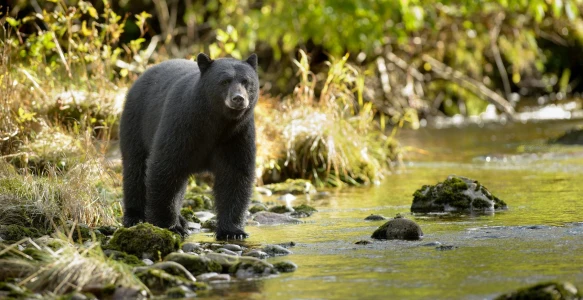 Kanada Reise: Tierbeobachtung Kanada Reisebild - Kanada Reise: Tierbeobachtung Kanada
