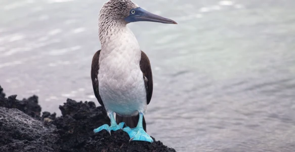 Galapagos Inseln Reisebild - Galapagos Inseln
