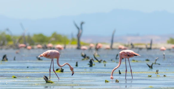 Venezuela Reise: Flamingos Reisebild - Venezuela Reise: Flamingos