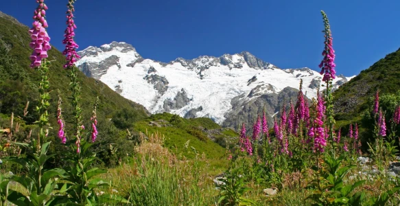 Neuseeland Reise - Mount Cook Reisebild - Neuseeland Reise - Mount Cook