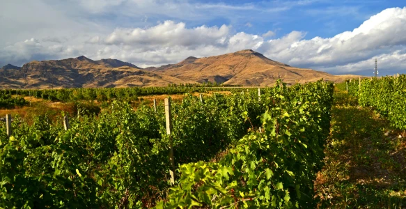 Reisebild - Georgien Armenien Reise - Weinberg Areni