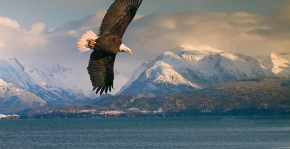 Reisebild - Alaska Reise: Weisskopfadler