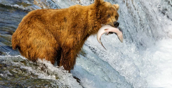 Reisebild - Alaska Reise: Grizzlybär