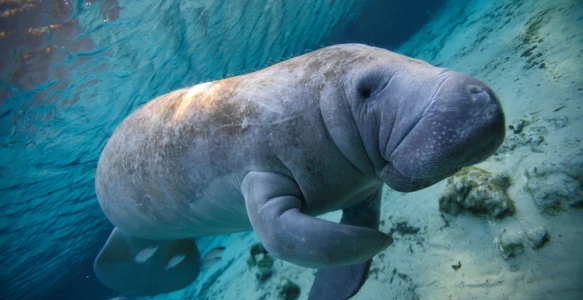 Reisebild - Florida Reise - Manatee