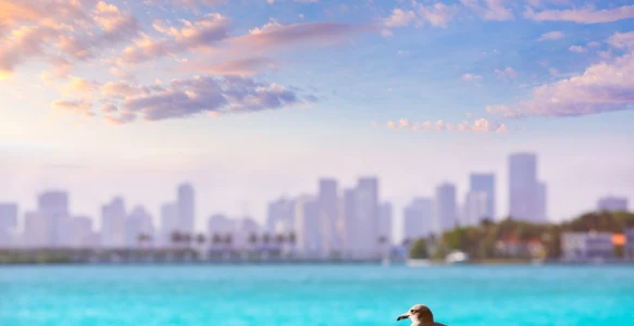 Florida Reise - Miami Beach Skyline Reisebild - Florida Reise - Miami Beach Skyline