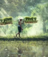 Bild des Reiseziels: Asien Reise Reisbauer