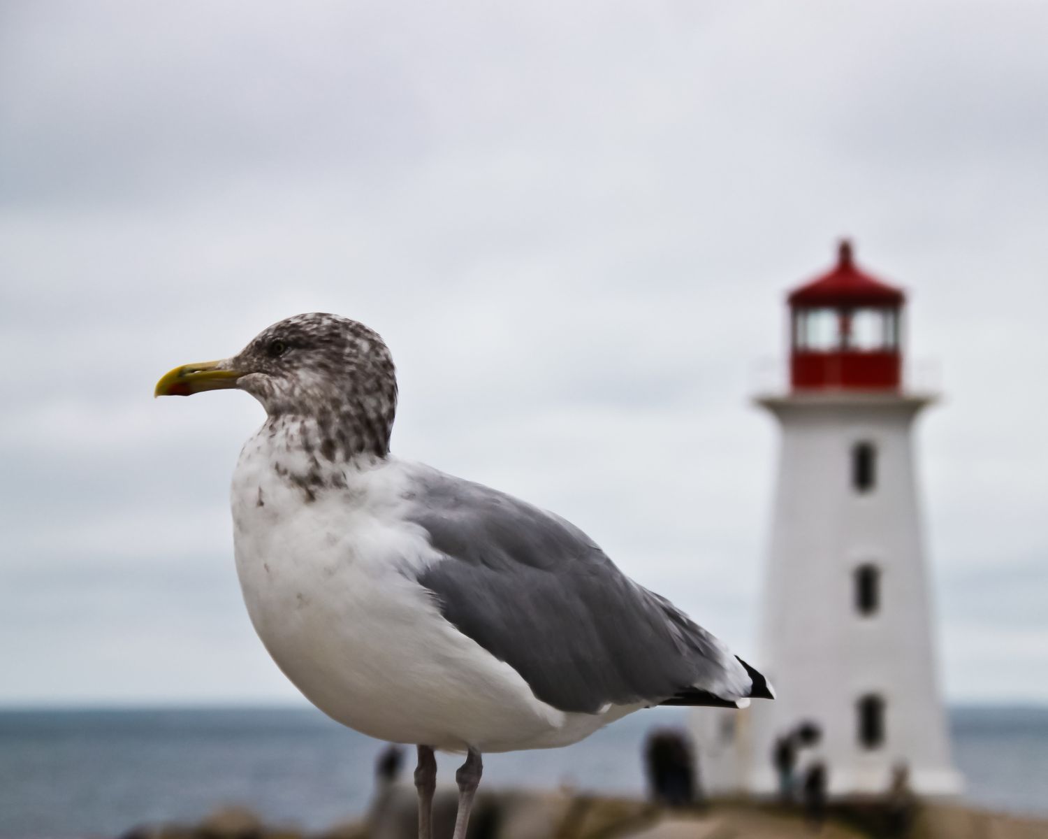 Seemöwe vor Leuchtturm