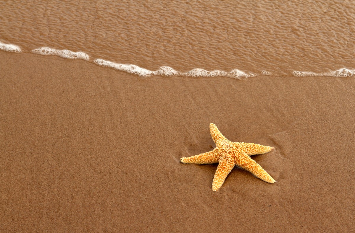 Seestern im Sand