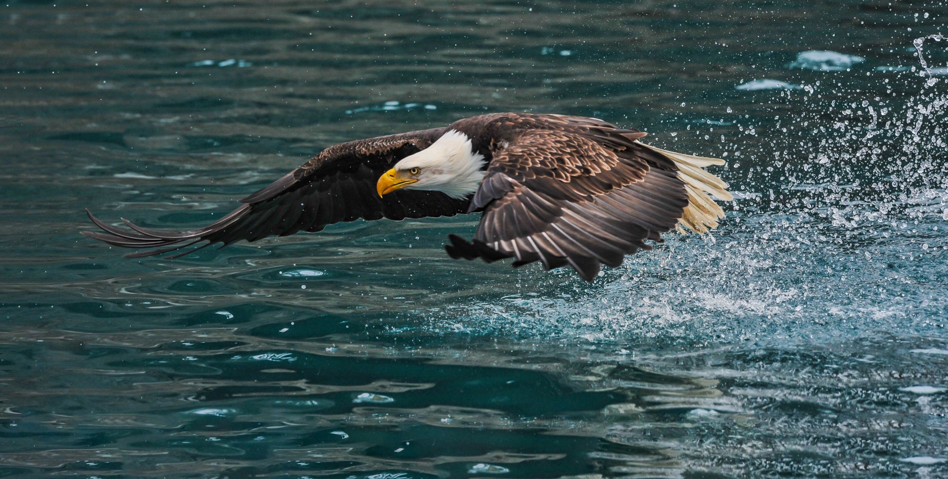 Adler auf dem Wasser
