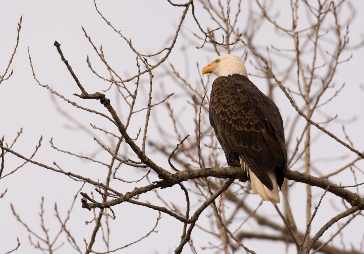 Adler im Pere Marquette State Park