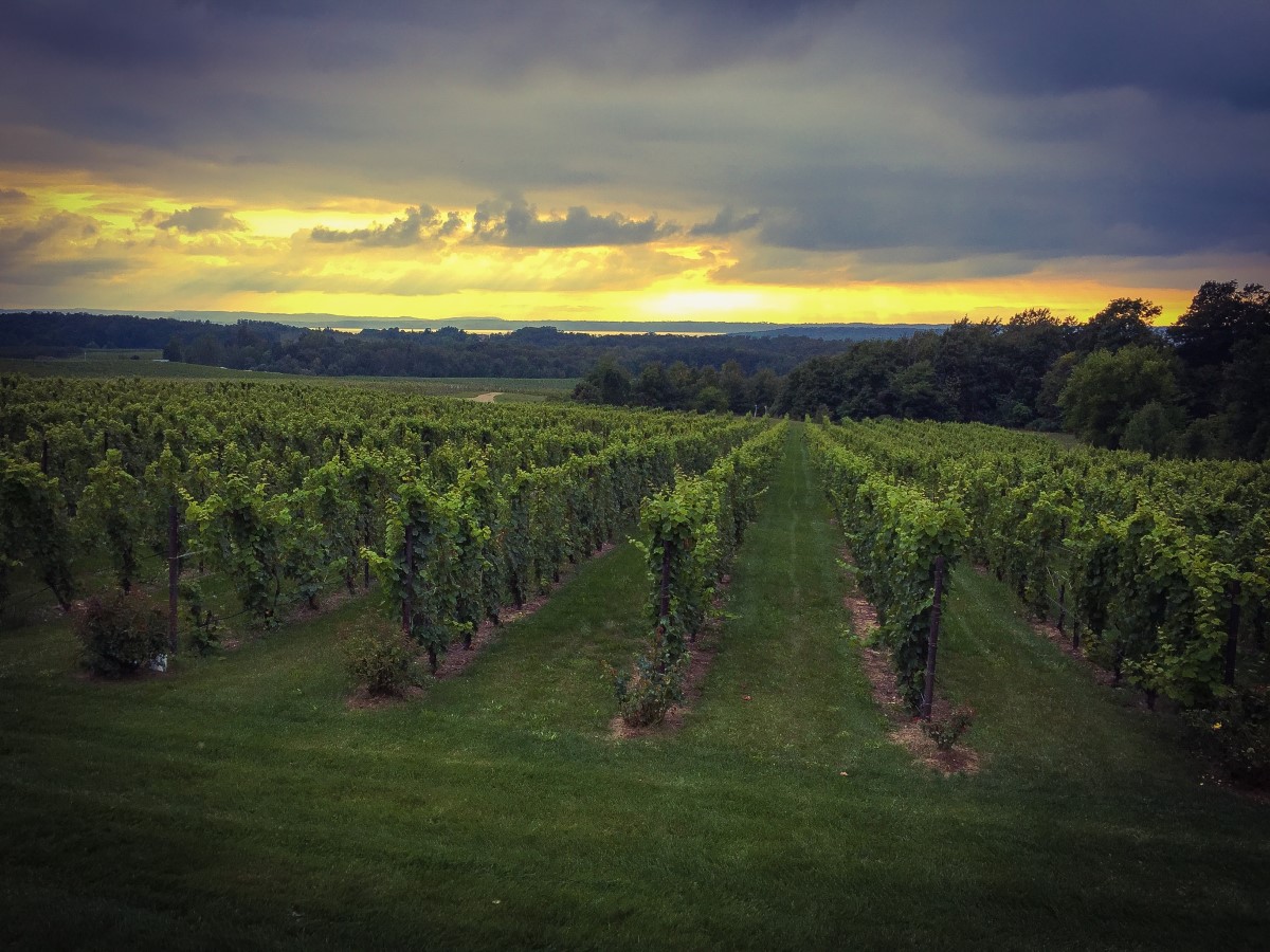 Weinanbau in Michigan